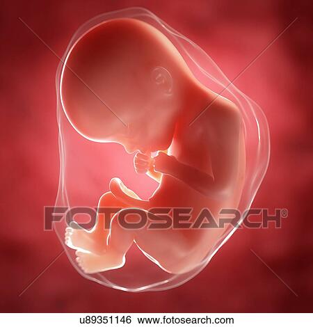 Foetus at 22 weeks, artwork View Large Illustration Stock Illustration - Foetus at 22 weeks, artwork. Fotosearch