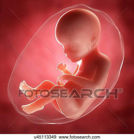 Foetus at 23 weeks, artwork View Large Illustration Stock Illustration - Foetus at 23 weeks, artwork. Fotosearch