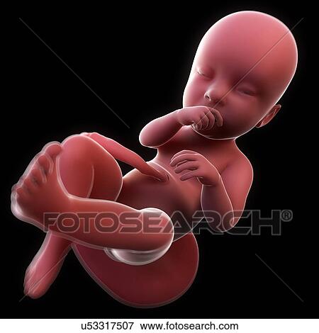 Stock Illustration - Foetus at 24 weeks, artwork. Fotosearch