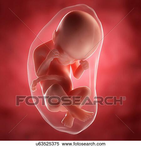 Foetus at 24 weeks, artwork View Large Illustration Stock Illustration - Foetus at 24 weeks, artwork. Fotosearch