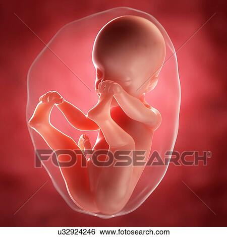 Stock Illustration - Foetus at 25 weeks, artwork. Fotosearch