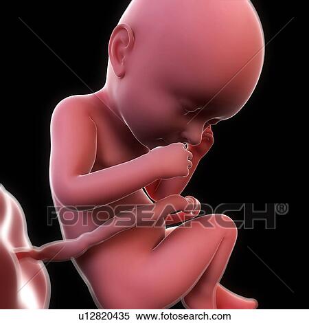Foetus at 26 weeks, artwork View Large Illustration Stock Illustration - Foetus at 26 weeks, artwork. Fotosearch