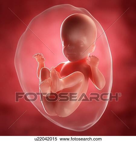 Stock Illustration - Foetus at 26 weeks, artwork. Fotosearch