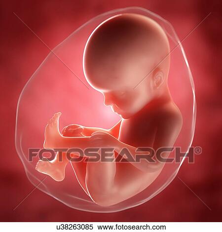 Stock Illustration - Foetus at 27 weeks, artwork. Fotosearch