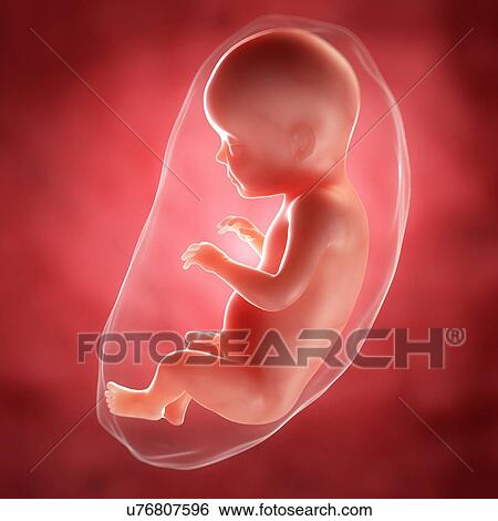 Foetus at 28 weeks, artwork View Large Illustration Stock Illustration - Foetus at 28 weeks, artwork. Fotosearch