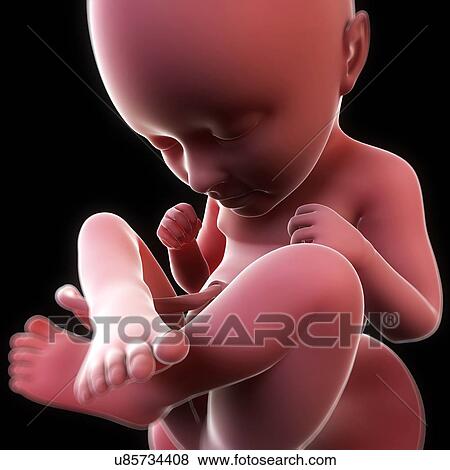 Stock Illustration - Foetus at 28 weeks, artwork. Fotosearch