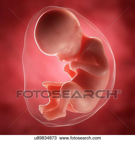 Foetus at 29 weeks, artwork View Large Illustration Drawing - Foetus at 29 weeks, artwork. Fotosearch