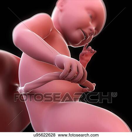 Foetus at 29 weeks, artwork View Large Illustration Stock Illustration - Foetus at 29 weeks, artwork. Fotosearch