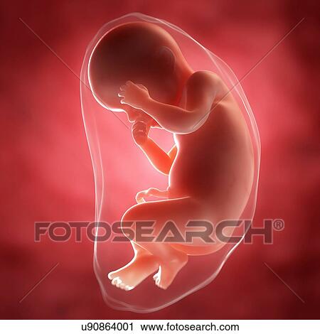 Clip Art - Foetus at 30 weeks, artwork. Fotosearch