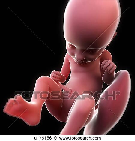 Foetus at 30 weeks, artwork View Large Illustration Clipart - Foetus at 30 weeks, artwork. Fotosearch