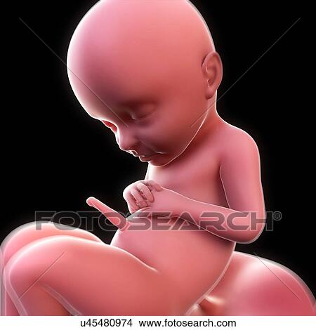 Stock Illustration - Foetus at 31 weeks, artwork. Fotosearch