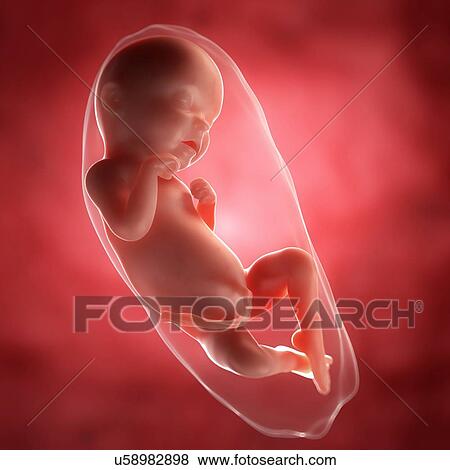 Stock Illustration - Foetus at 31 weeks, artwork. Fotosearch