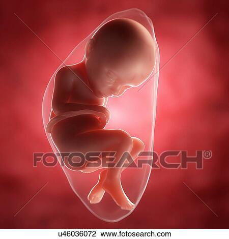 Drawing - Foetus at 32 weeks, artwork. Fotosearch