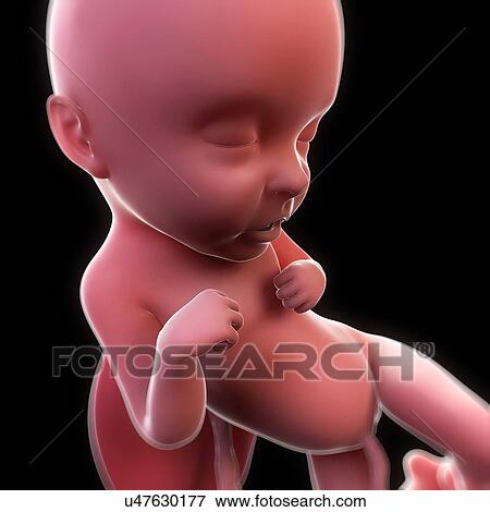 Foetus at 32 weeks, artwork View Large Illustration Stock Illustration - Foetus at 32 weeks, artwork. Fotosearch