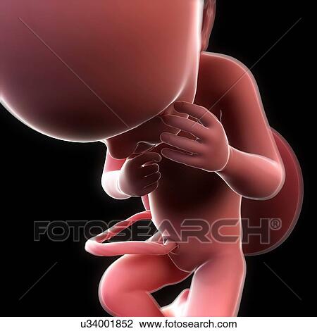Foetus at 33 weeks, artwork View Large Illustration Drawing - Foetus at 33 weeks, artwork. Fotosearch