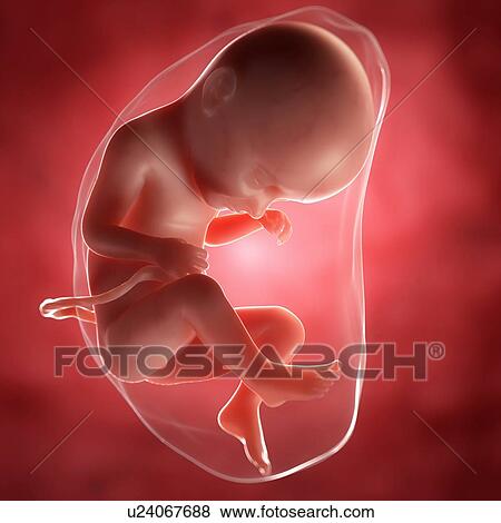 Stock Illustration - Foetus at 33 weeks, artwork. Fotosearch