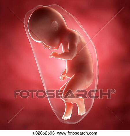 Drawing - Foetus at 34 weeks, artwork. Fotosearch