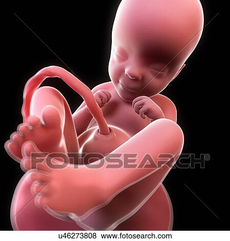 Foetus at 34 weeks, artwork View Large Illustration Stock Illustration - Foetus at 34 weeks, artwork. Fotosearch
