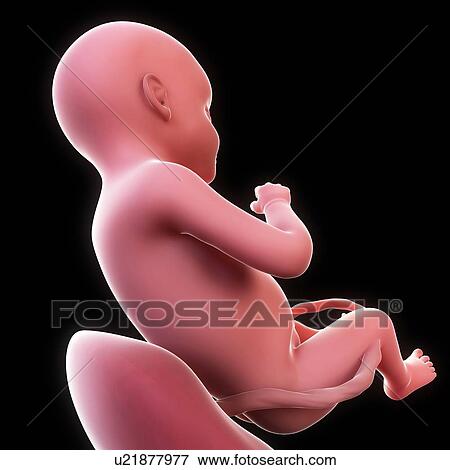 Foetus at 35 weeks, artwork View Large Illustration Stock Illustration - Foetus at 35 weeks, artwork. Fotosearch