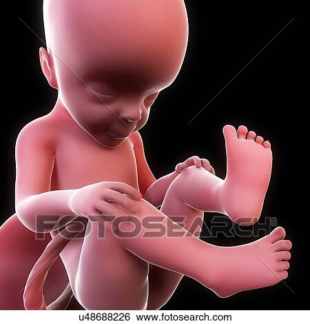 Foetus at 36 weeks, artwork View Large Illustration Stock Illustration - Foetus at 36 weeks, artwork. Fotosearch
