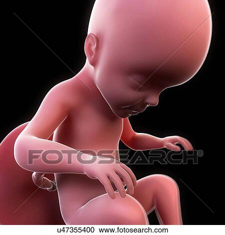 Foetus at 37 weeks, artwork View Large Illustration Clipart - Foetus at 37 weeks, artwork. Fotosearch