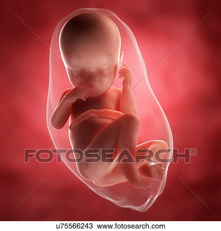 Drawing - Foetus at 37 weeks, artwork. Fotosearch