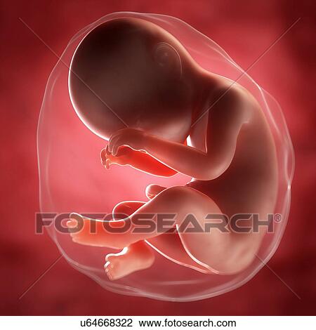 Foetus at 38 weeks, artwork View Large Illustration Drawing - Foetus at 38 weeks, artwork. Fotosearch