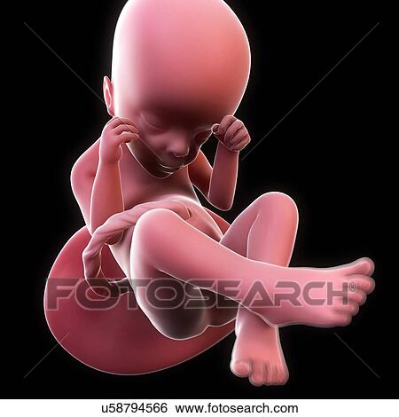Stock Illustration - Foetus at 38 weeks, artwork. Fotosearch