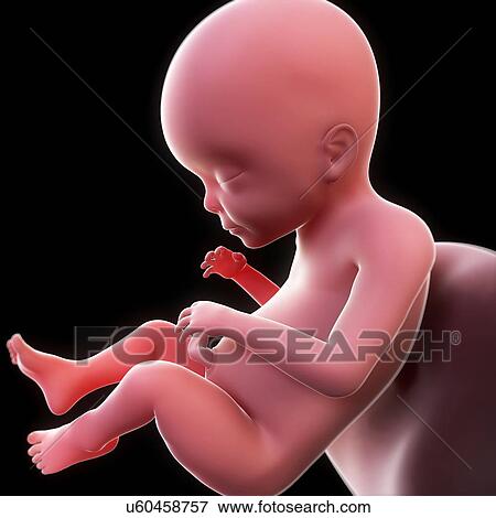 Stock Illustration - Foetus at 39 weeks, artwork. Fotosearch