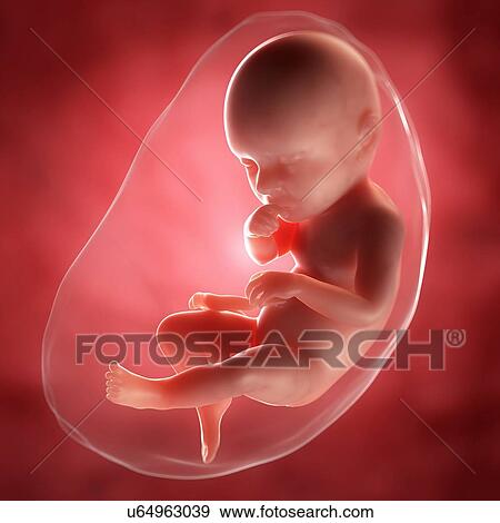 Foetus at 39 weeks, artwork View Large Illustration Stock Illustration - Foetus at 39 weeks, artwork. Fotosearch
