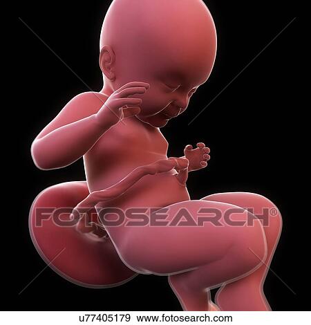 Foetus at 40 weeks, artwork View Large Illustration Stock Illustration - Foetus at 40 weeks, artwork. Fotosearch
