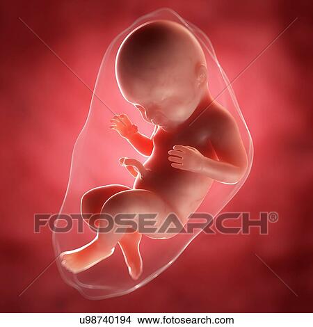 Stock Illustration - Foetus at 40 weeks, artwork. Fotosearch