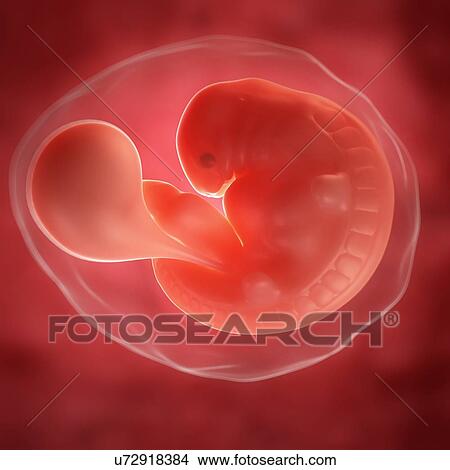 Foetus at 6 weeks, artwork View Large Illustration Stock Illustration - Foetus at 6 weeks, artwork. Fotosearch