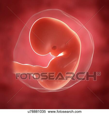 Foetus At 7 Weeks Artwork Stock Illustration U Fotosearch