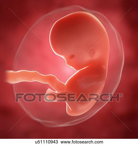 Drawing - Foetus at 8 weeks, artwork. Fotosearch