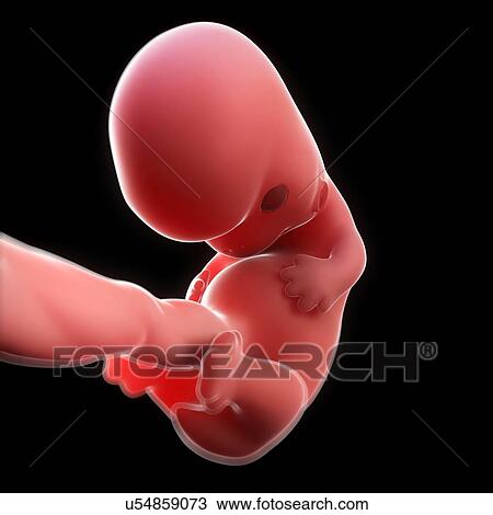 Foetus at 8 weeks, artwork View Large Illustration Drawing - Foetus at 8 weeks, artwork. Fotosearch