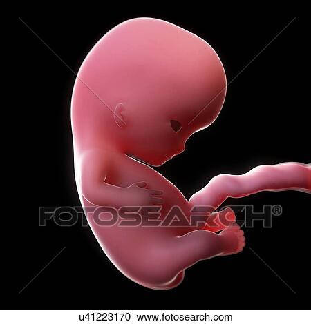 Clipart - Foetus at 9 weeks, artwork. Fotosearch