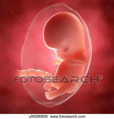 Stock Illustration - Foetus at 9 weeks, artwork. Fotosearch