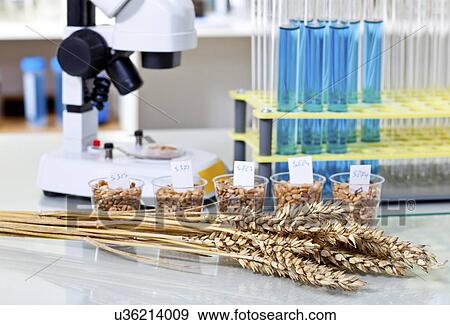 Food research, conceptual image View Large Illustration Stock Illustration - Food research, conceptual image. Fotosearch