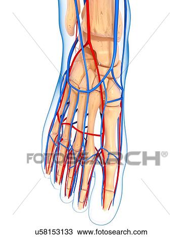 Foot anatomy, artwork View Large Illustration Drawing - Foot anatomy, artwork. Fotosearch