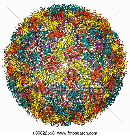 Foot-and-mouth disease virus View Large Illustration Stock Illustration - Foot-and-mouth disease virus. Fotosearch