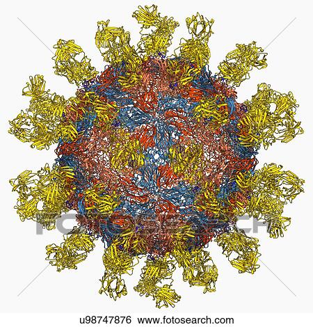 Stock Illustration - Foot-and-mouth disease virus. Fotosearch