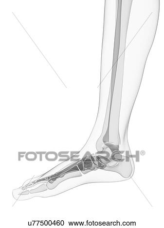 Clipart - Foot bones, artwork. Fotosearch