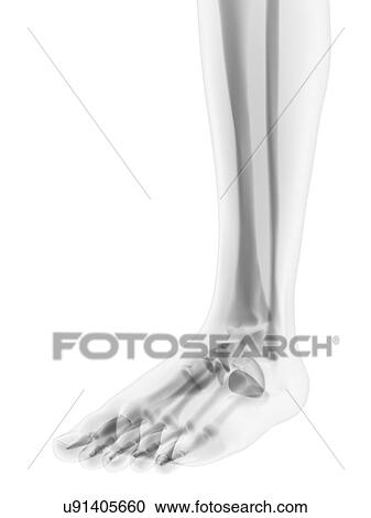 Foot bones, artwork View Large Illustration Clipart - Foot bones, artwork. Fotosearch
