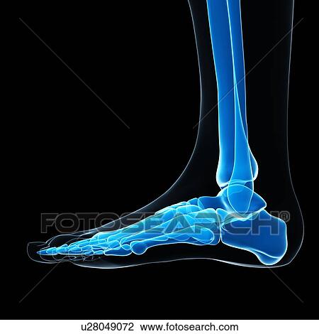 Drawing - Foot bones, artwork. Fotosearch