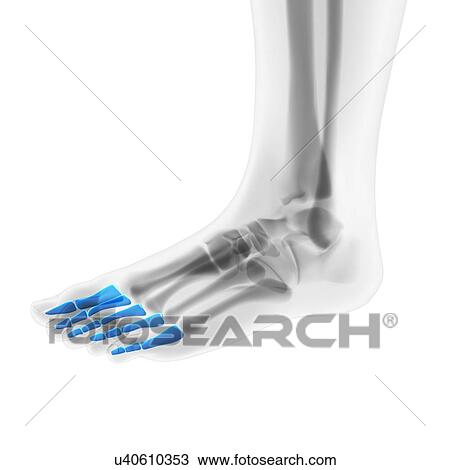 Drawing - Foot bones, artwork. Fotosearch