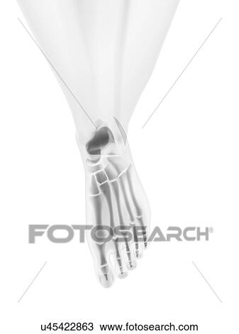 Foot bones, artwork View Large Illustration Drawing - Foot bones, artwork. Fotosearch