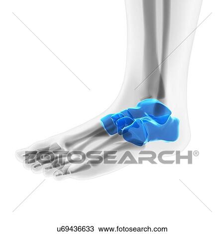 Foot bones, artwork View Large Illustration Drawing - Foot bones, artwork. Fotosearch