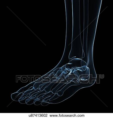 Foot bones, artwork View Large Illustration Drawing - Foot bones, artwork. Fotosearch