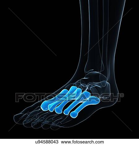 Foot bones, artwork View Large Illustration Drawing - Foot bones, artwork. Fotosearch